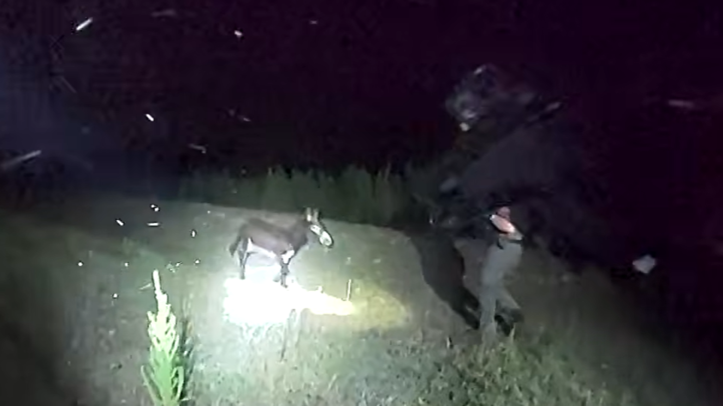 The Development Donkey Bodycam video in fatal shooting of HeeHaw the donkey by Cedartown ...