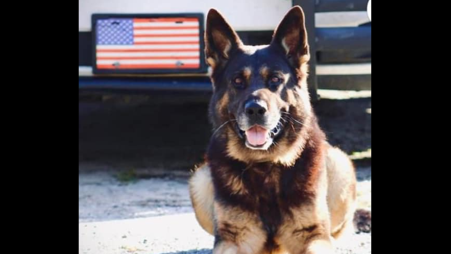 Blistering heat kills patrol dog tracking suspect through Florida woods, sheriff says