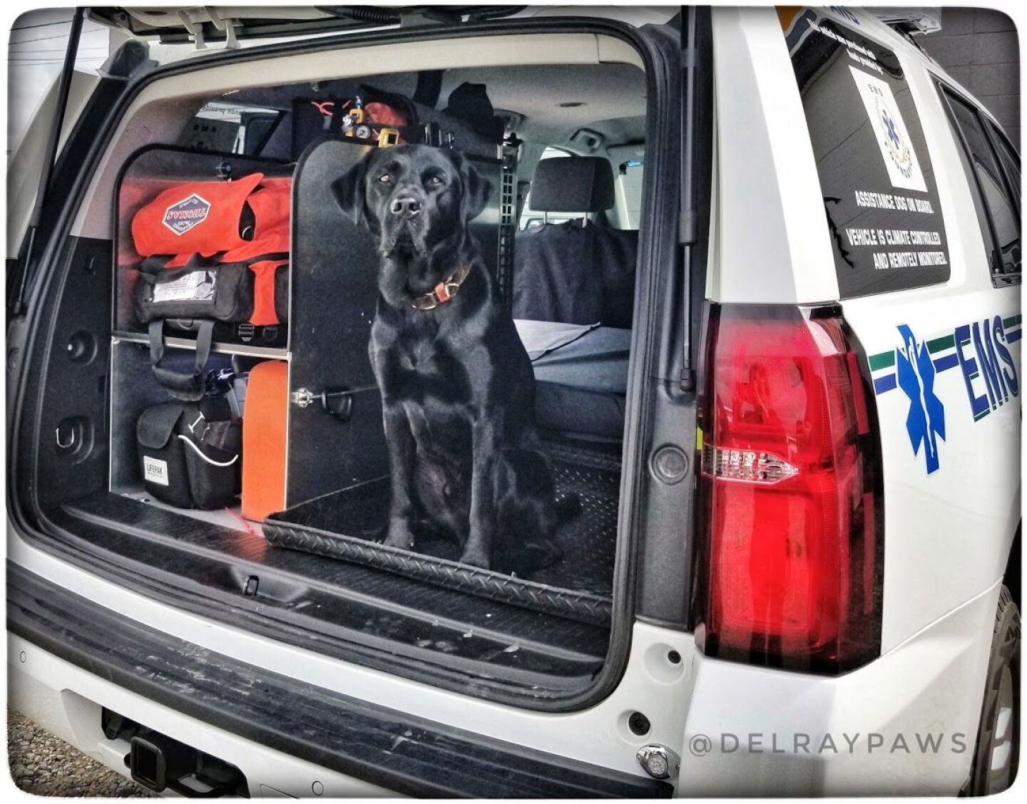 Ems Paws PACE 2019: PAWS animal therapy mental health support for EMS providers