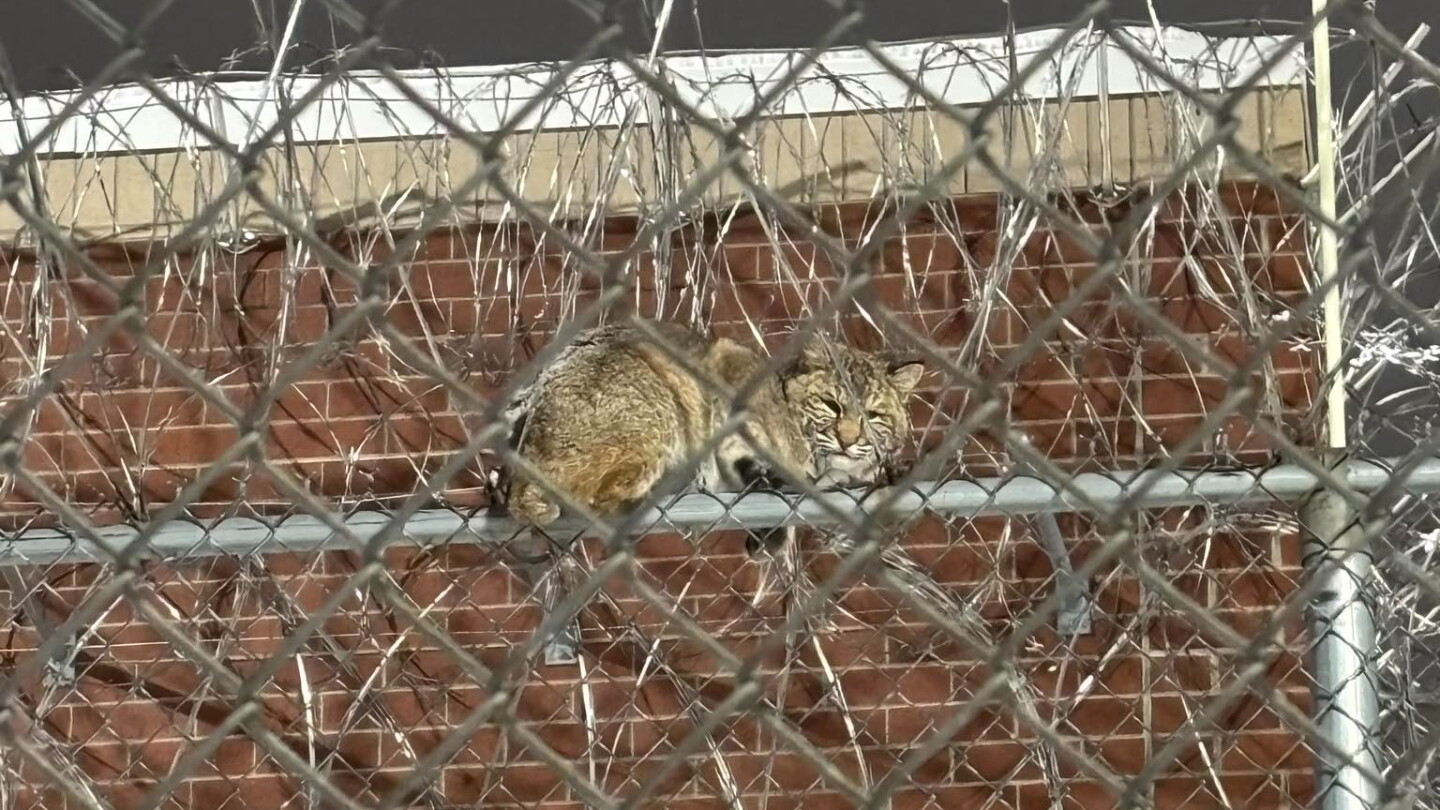 Bobcat breaches Michigan prison fence, evades staff at Chippewa ...