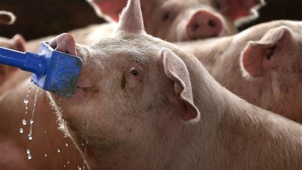 Fema Animal FEMA PSA: Preparing Pets & Farm Animals Left Behind During Storm ...