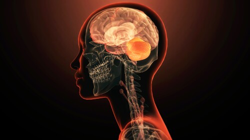 Human brain cerebellum anatomy
