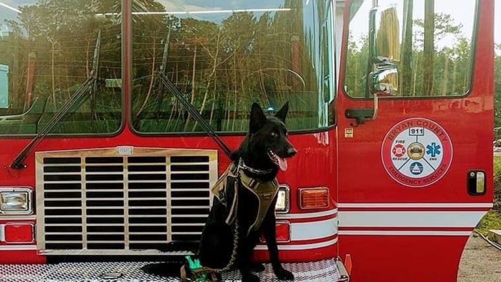 Jasper 64400413_1269174169917002_2507698230083452928_n.jpg