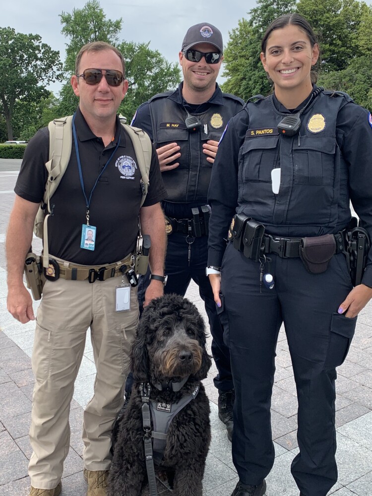 Healing paws: The rise of therapy dogs in law enforcement