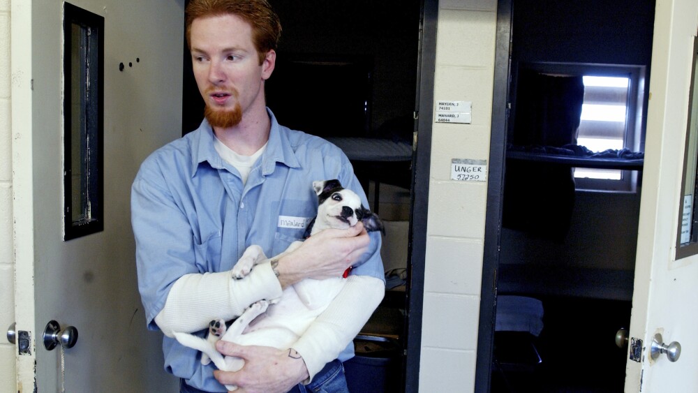 Dog Crate-Prison Escape