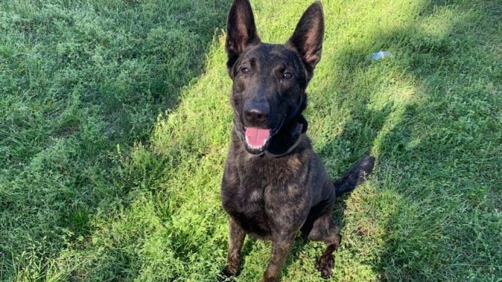 Retired Ga. K-9 surrendered to animal shelter, sheriff's office investigating