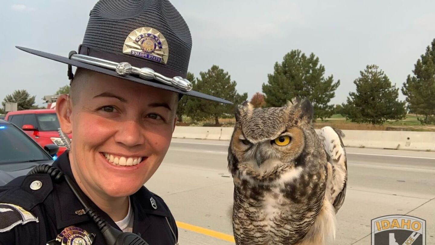owl rescue