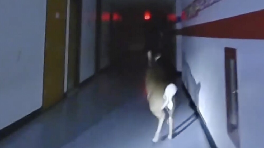 Deer in School New Jersey