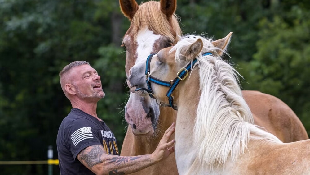 Equine4.jpeg