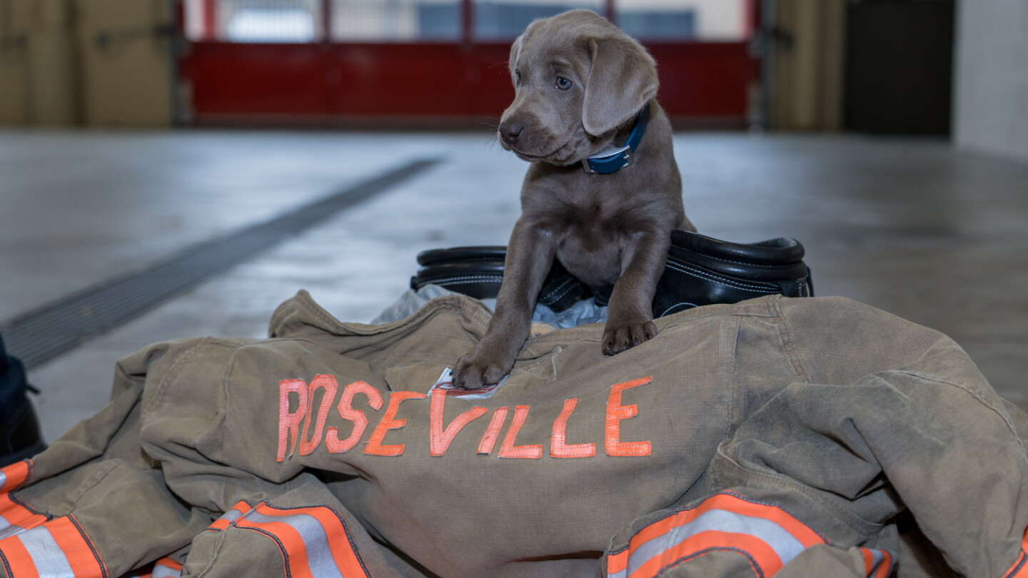 Very First Service Dog Minn. FD begins training with first service dog