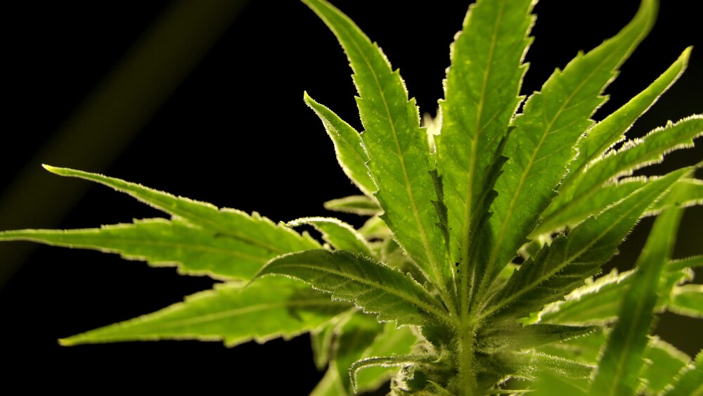 Reclassifying Marijuana