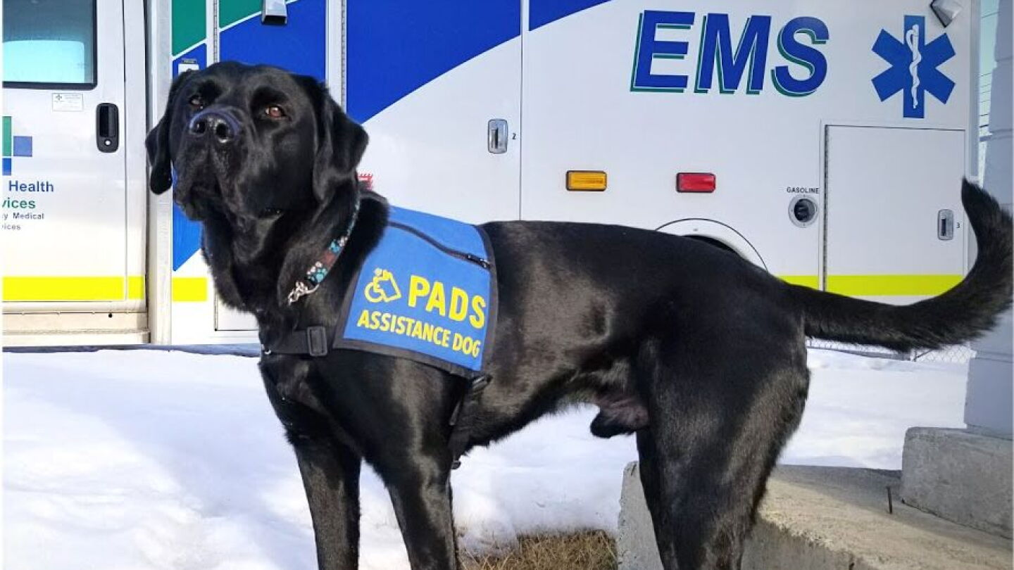 Ems Paws PACE 2019: PAWS animal therapy mental health support for EMS providers