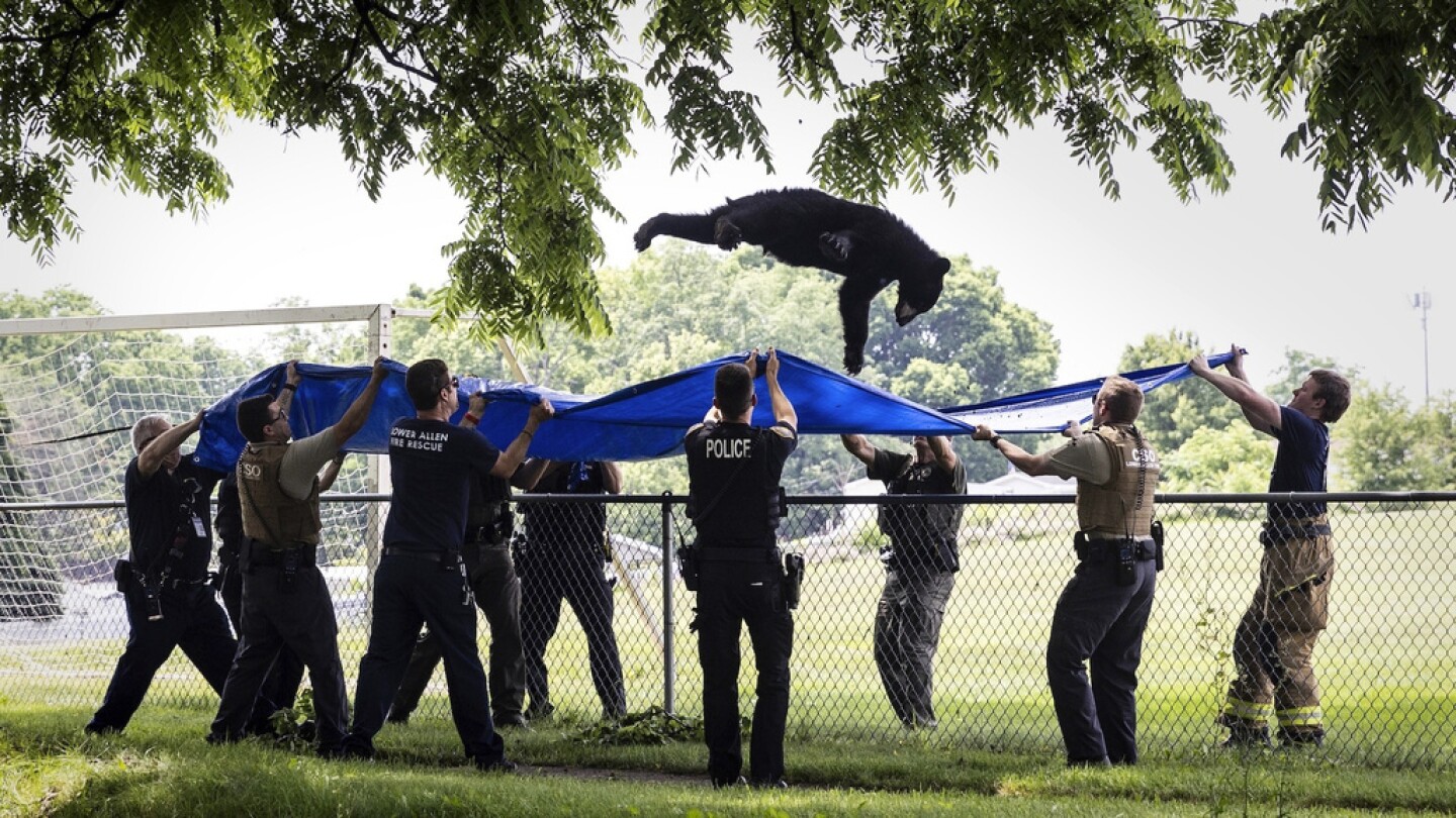 APTOPIX Bear in Tree Captured