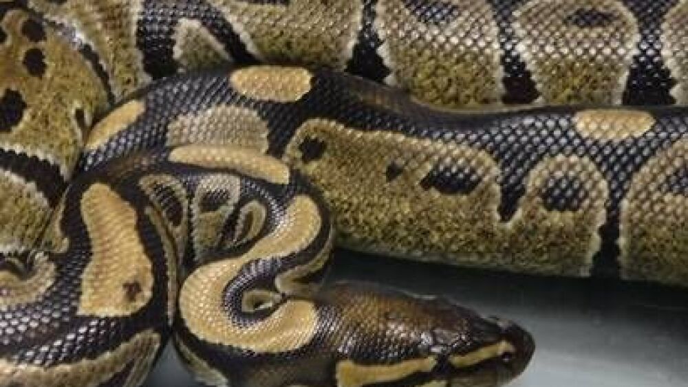 Hawaii medics capture 4-foot-long illegal ball python