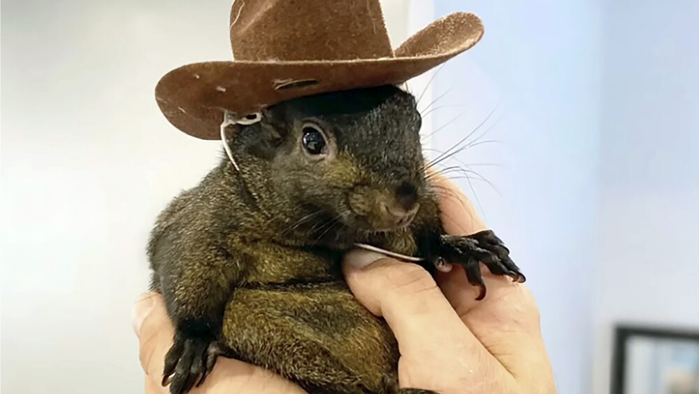 Pet Squirrel Peanut Seized