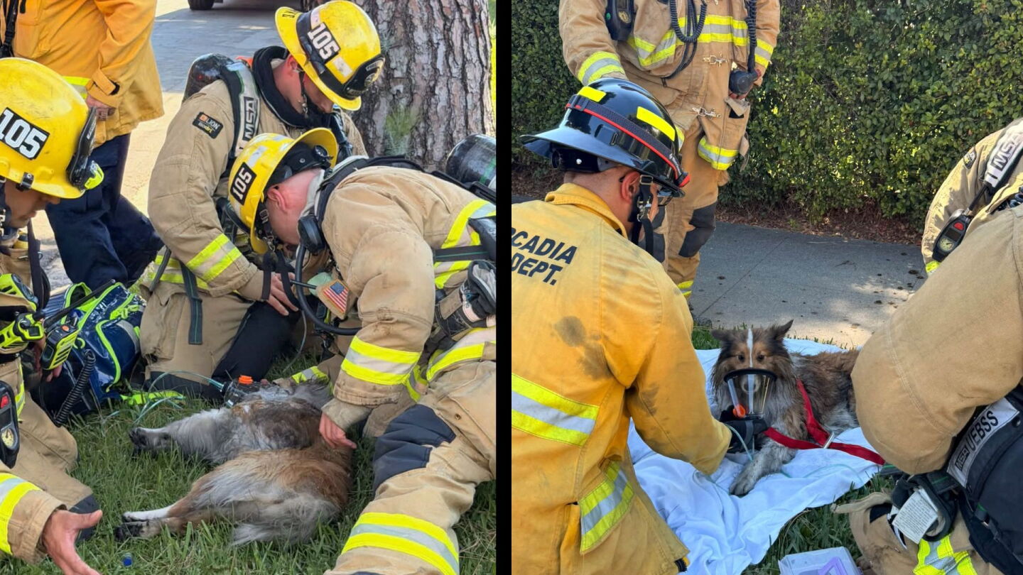 Dog reunites with firefighters who rescued him from burning Calif. home