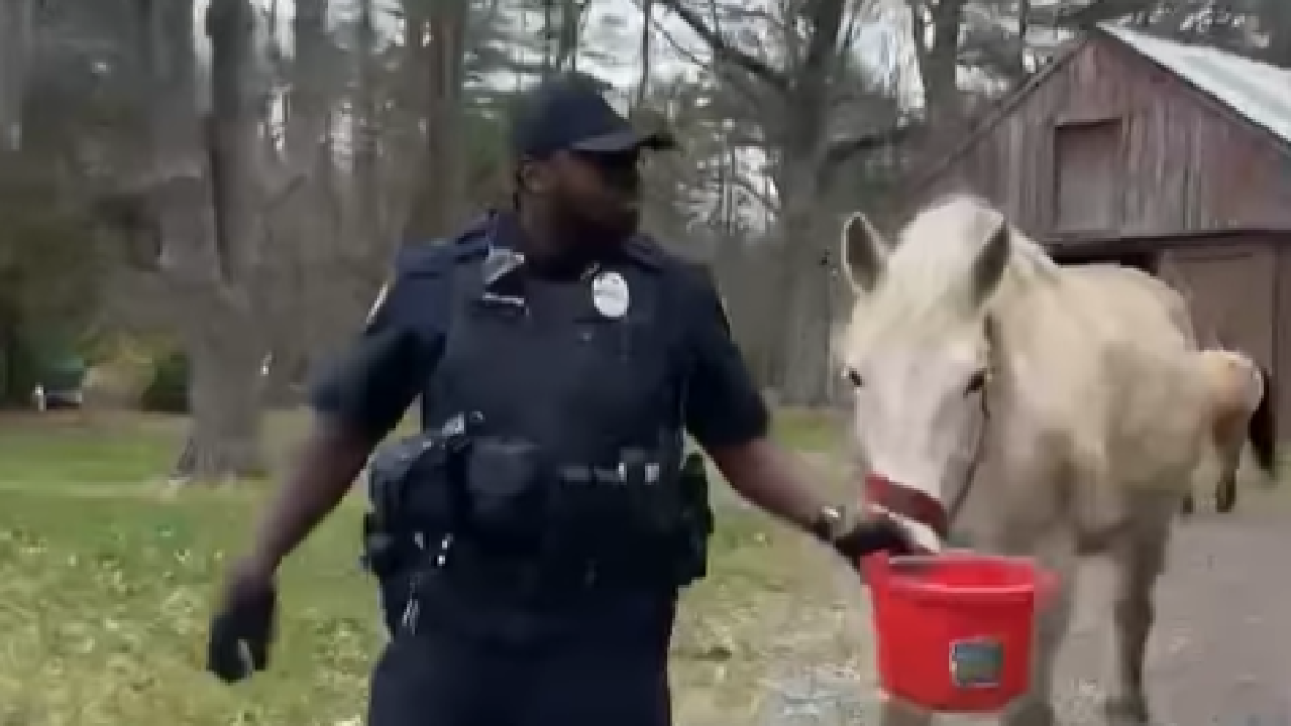 Horses on the lam: Cops corral ‘sneaky horses’ that escaped from New England enclosure