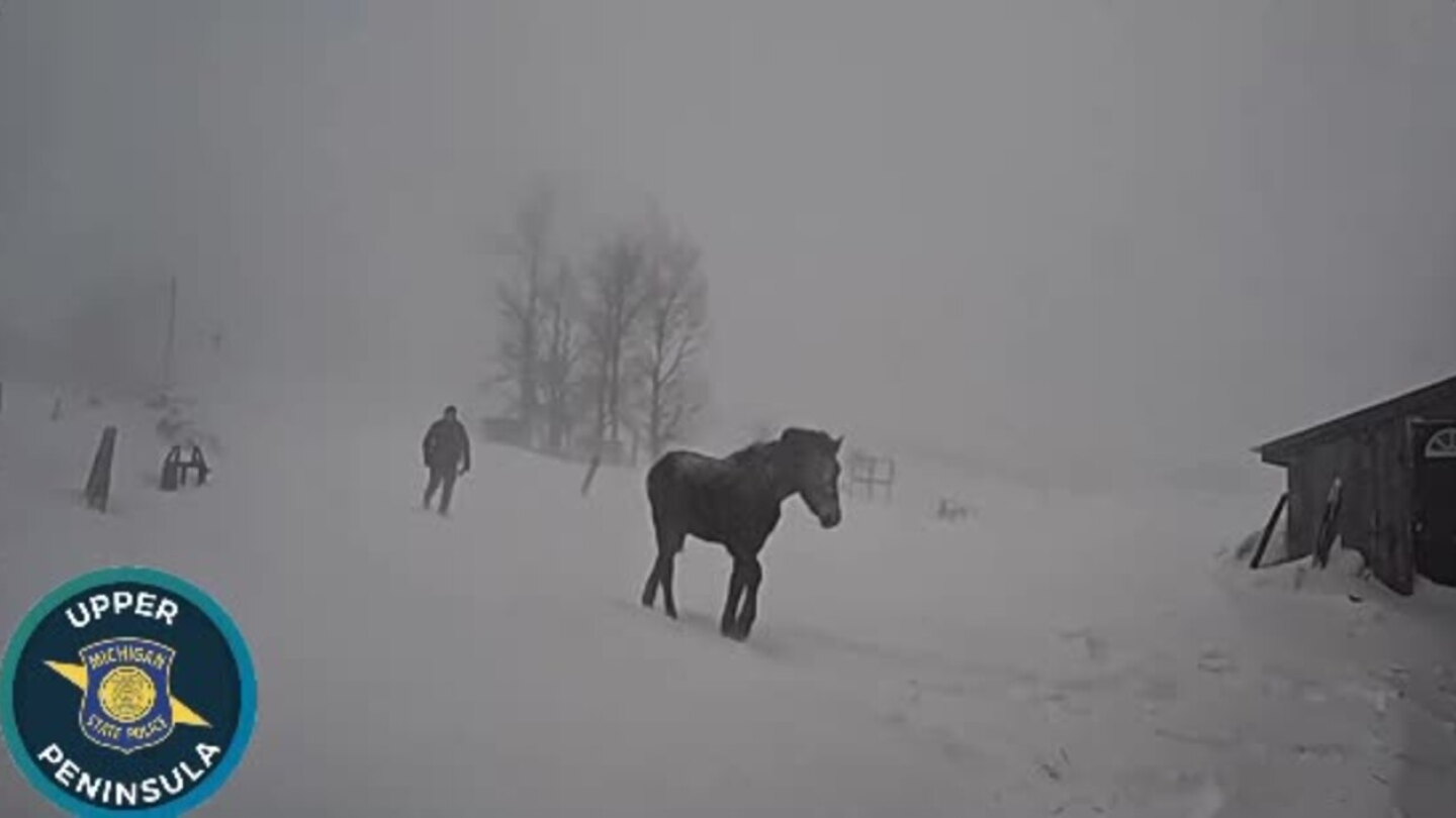 Bwc BWC: Horse wandering in snowstorm gets 'police escort' to Michigan barn
