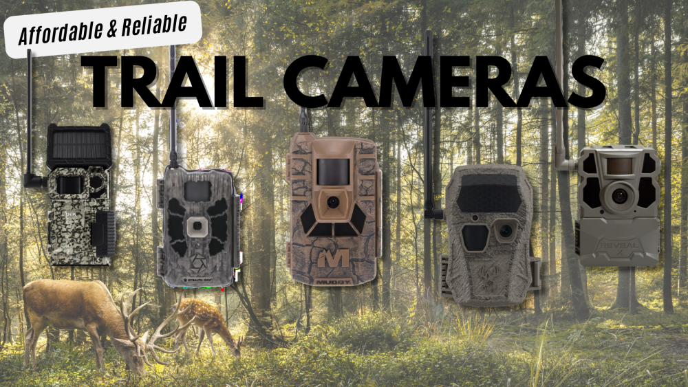 Where Can I Find Affordable Wildlife Cameras? Top Budget Picks!