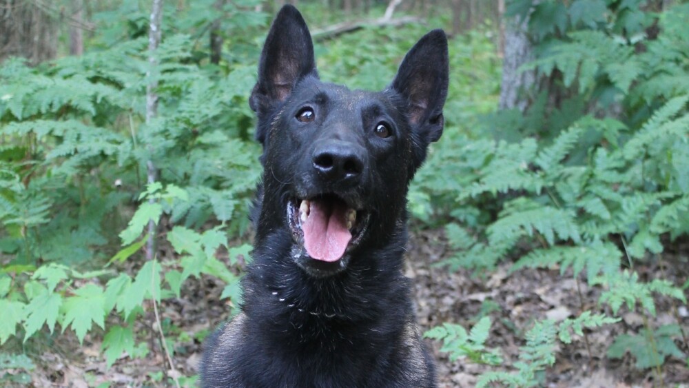 K9 finds suspect’s gun hidden in hollowed-out stump in woods