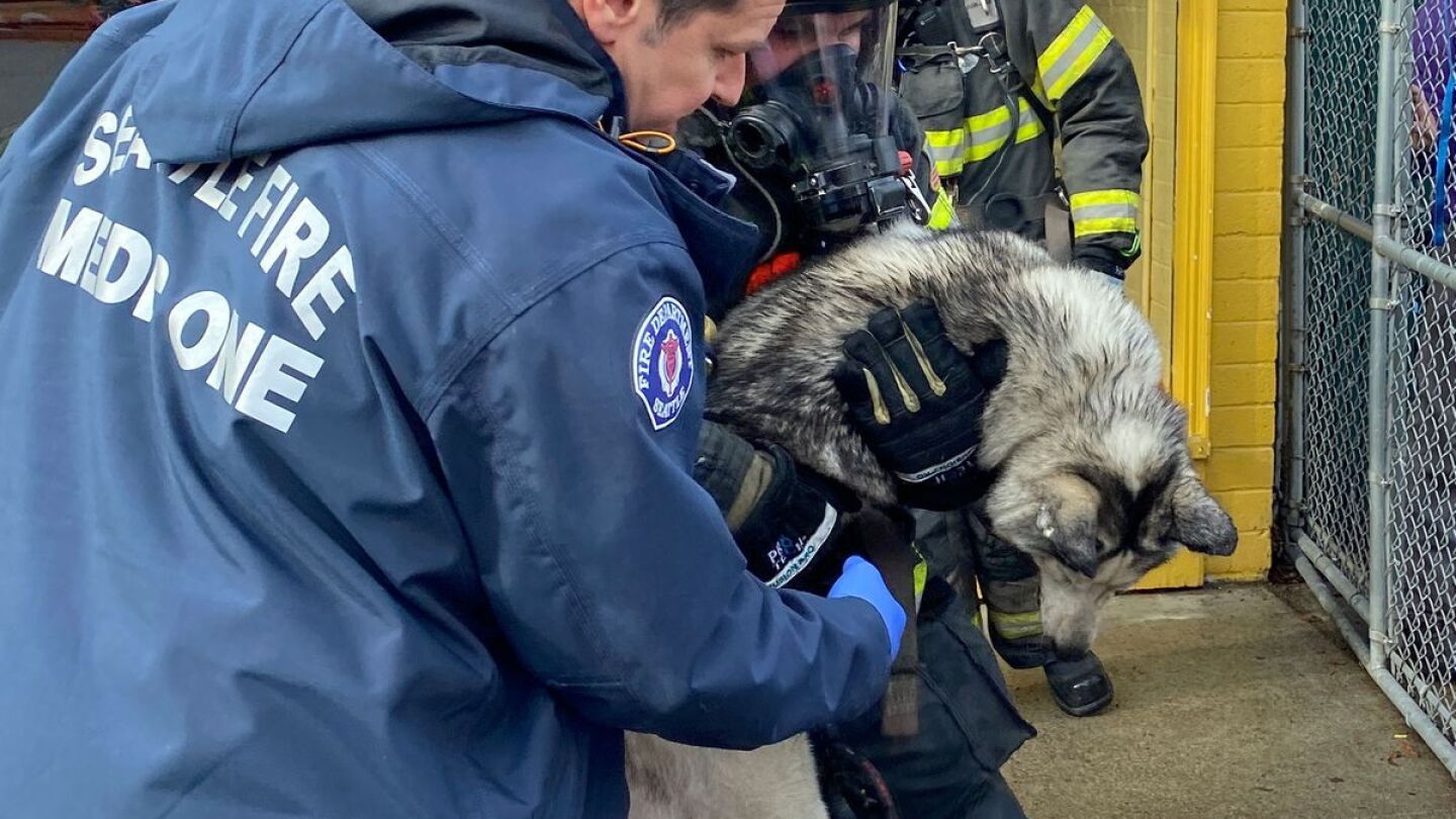 Seattle Fd Rescues Photos: Seattle firefighters rescue 115 dogs from pet daycare fire
