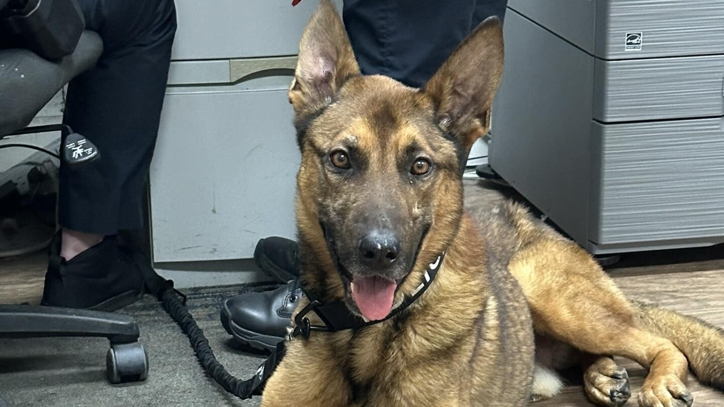 N.C. K-9 killed while taking down suspect, handler also injured