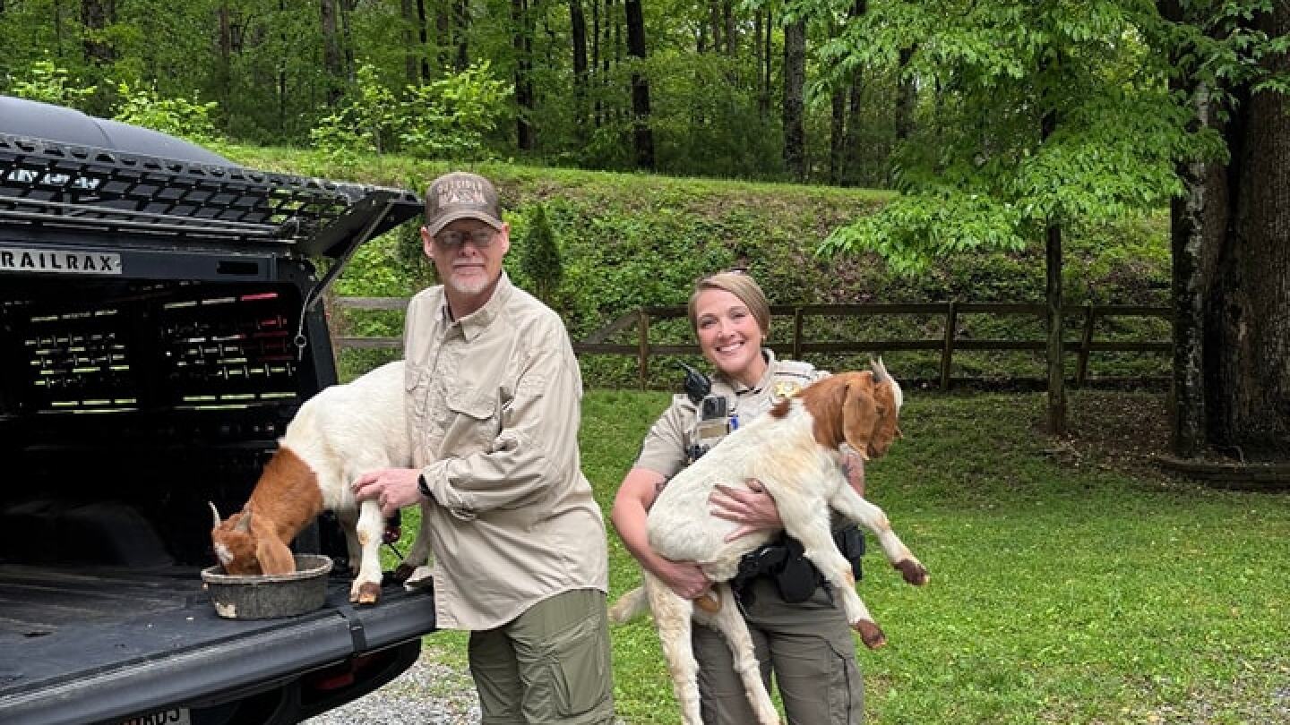 Herd of ‘hoofed hooligans’ escape — and end up 14 miles from home, GA cops say