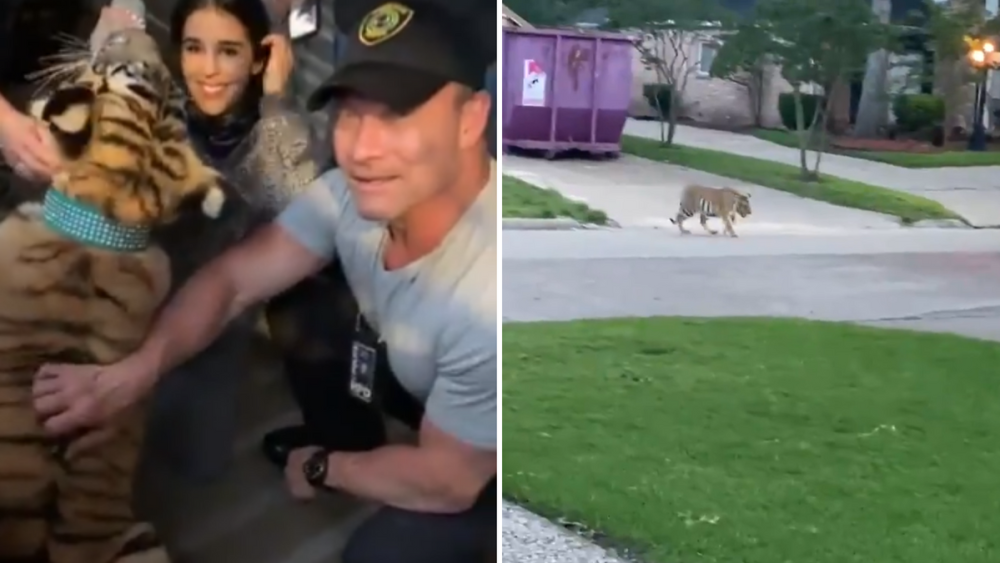 missing tiger texas