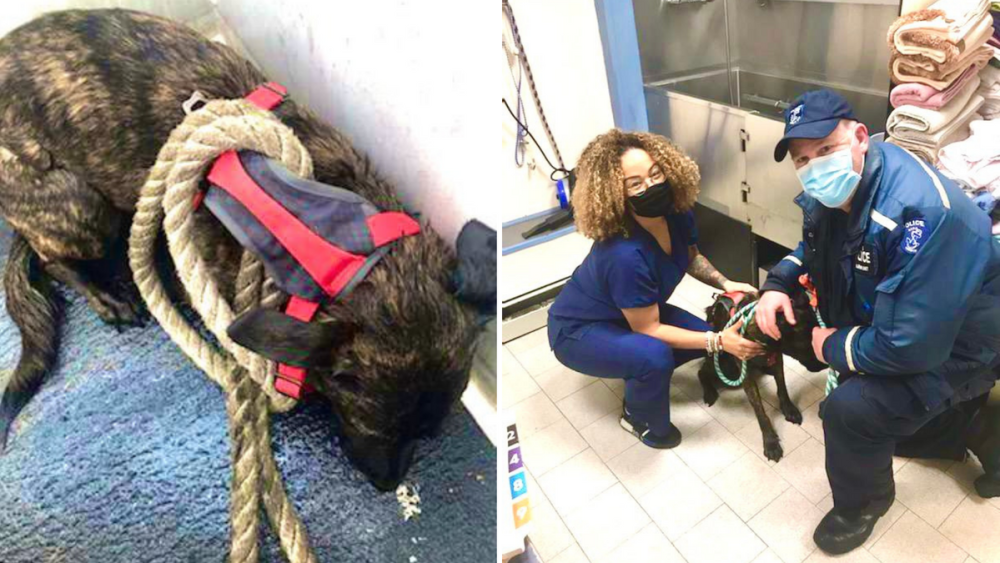 nypd rescues dog